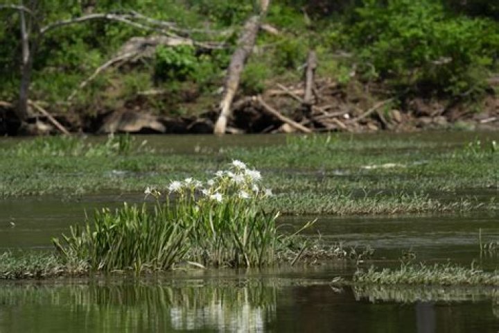 Are Cahaba lilies protected?