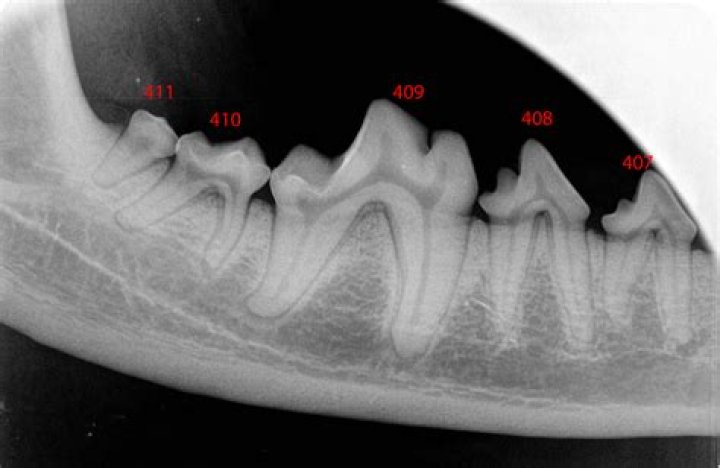 Are dog dental X-rays necessary?