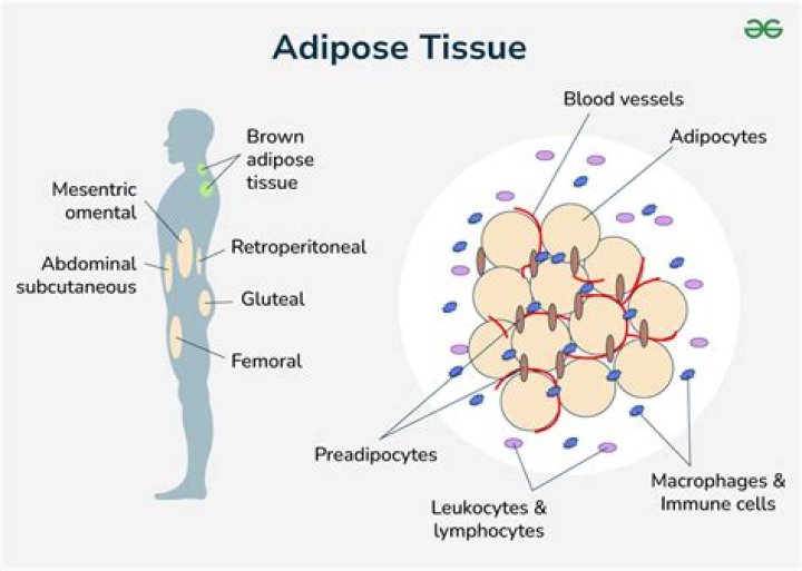 Are macrophages present in adipose tissue?