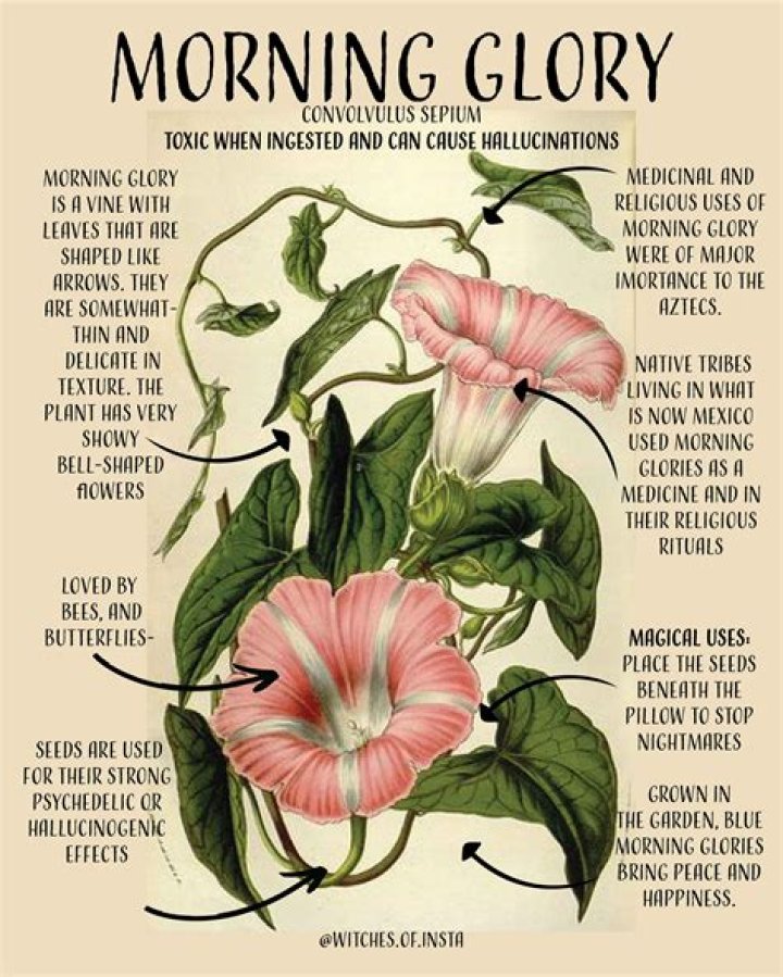 Are morning glories medicinal?