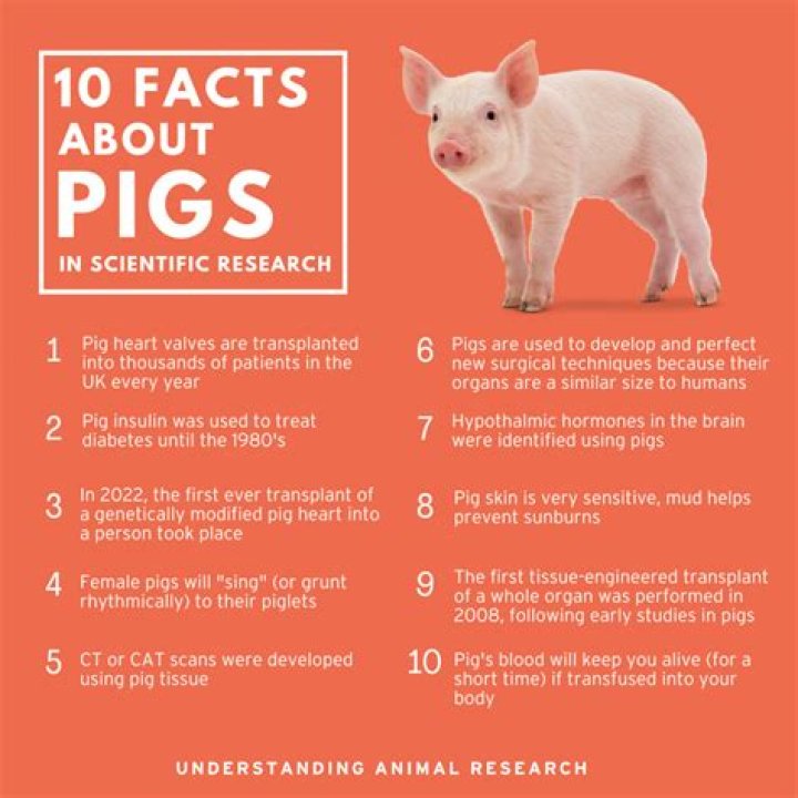 Are pigs loyal?