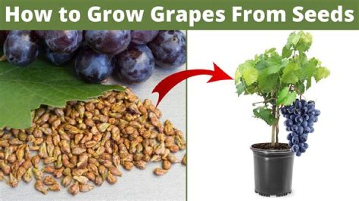 Are seeded grapes better for you?