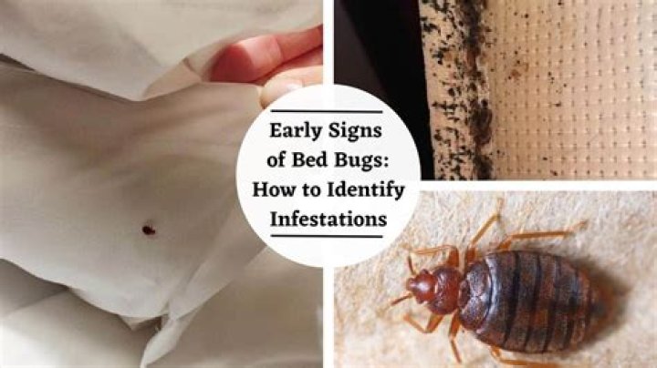 Are there bed bugs in Boston?