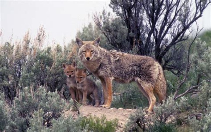 Are there coyotes in NC mountains?