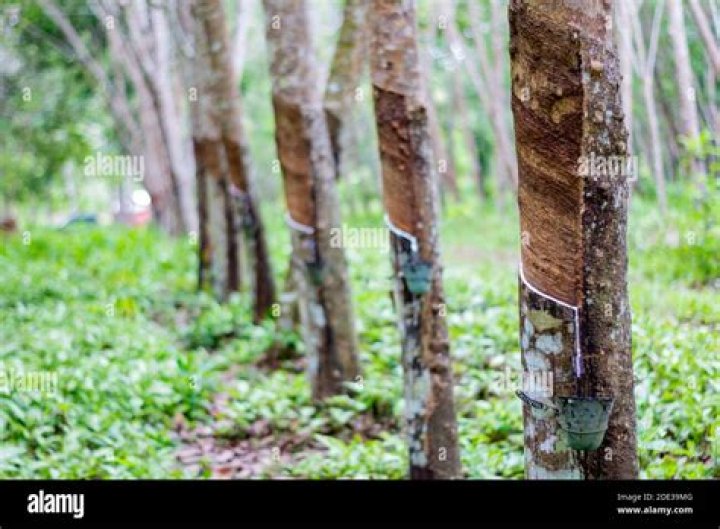 Are there rubber trees in the Philippines?