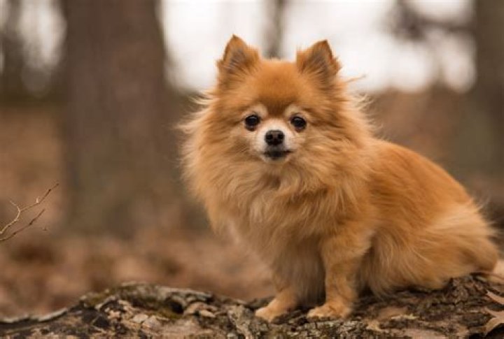 Can a pomchi howl?