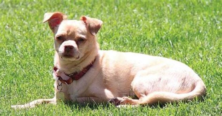 Can a Pug and a Chihuahua mix?