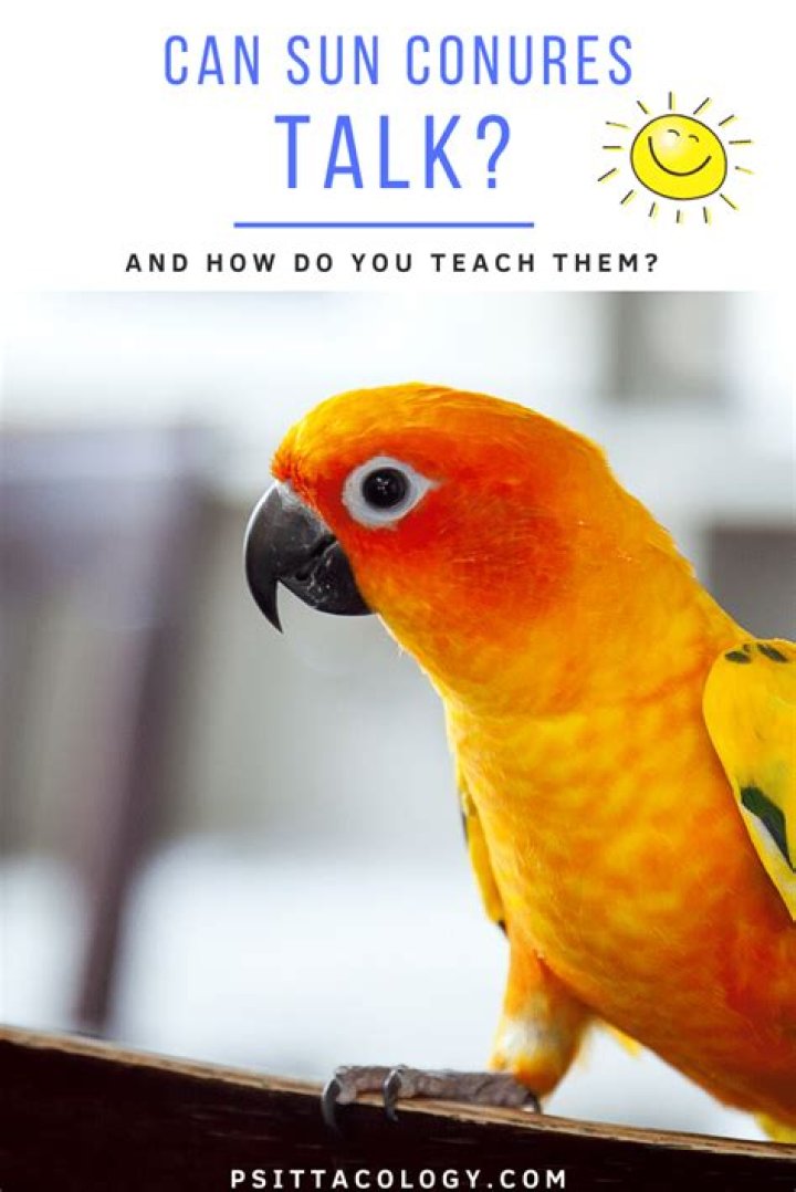 Can a Sun Conure talk?