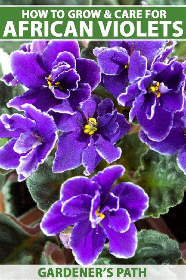 Can African violets tolerate heat?