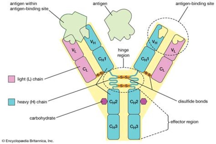 Can antibodies bind to non proteins?