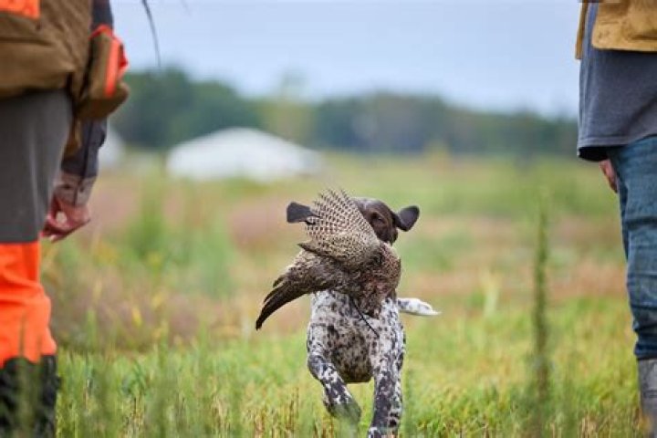 Can beagles hunt pheasants?