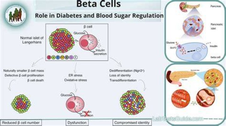 Can beta cells be regenerated?