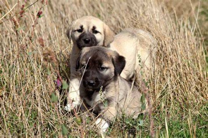 Can I buy a Kangal in the US?