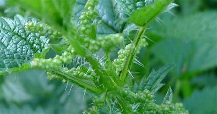 Can plants hurt humans?