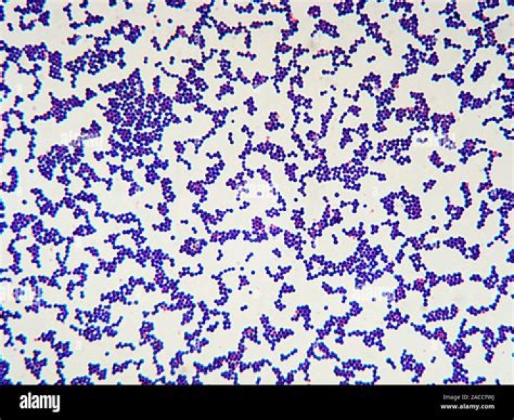 Can Staphylococcus be Gram stained?