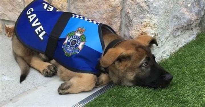 Can you buy dogs that failed police training?