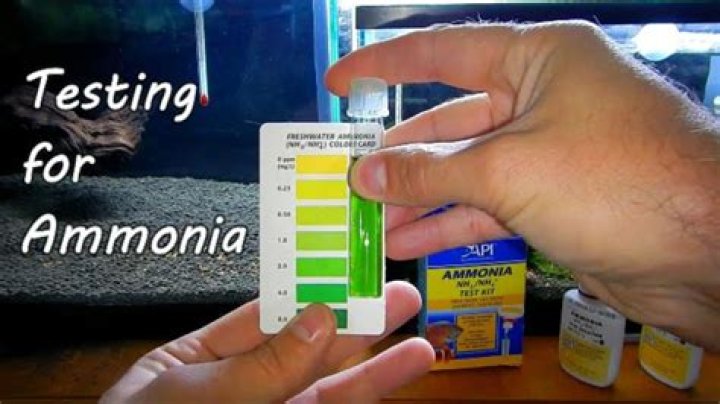 Can you check blood ammonia levels at home?