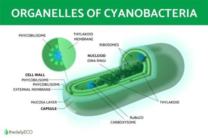 Can you Cyno into a wormhole?
