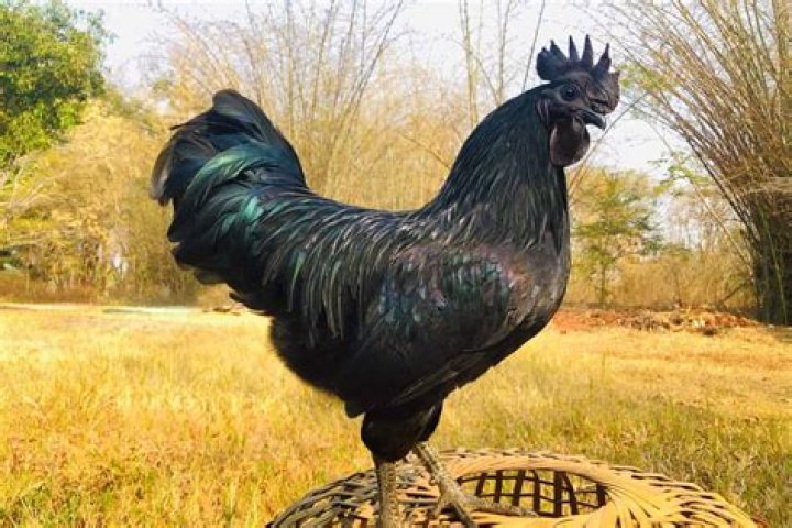 Can you get Ayam Cemani in the US?