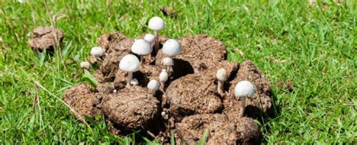 Can you grow mushrooms in composted cow manure?