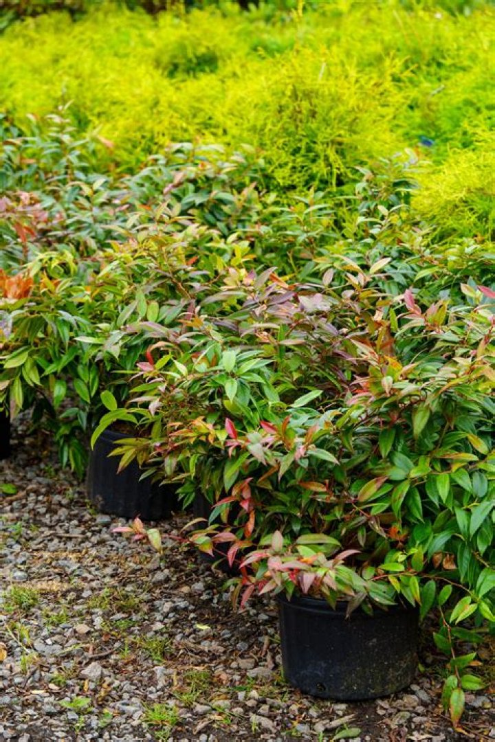 Can you prune Leucothoe?