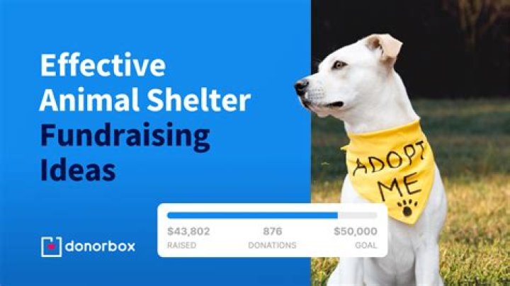 Do animal shelters accept toys?
