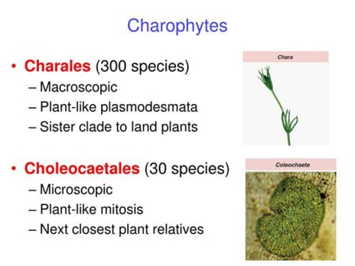 Do charophytes have seeds?