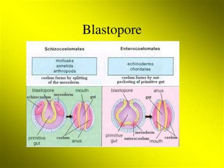Do cnidarians have Blastopore?