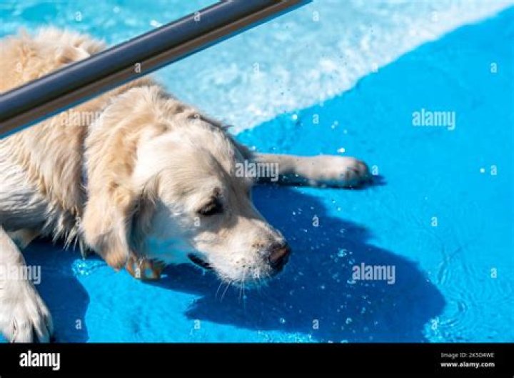 Do dead dogs float or sink?