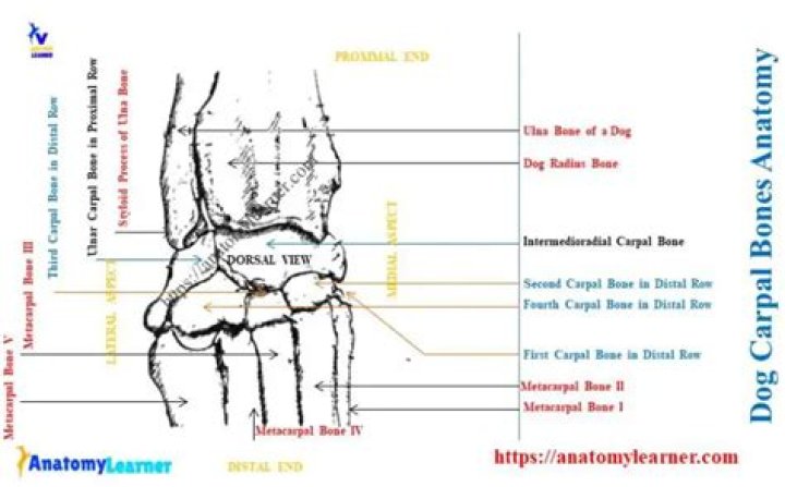 Do dogs have metacarpals?