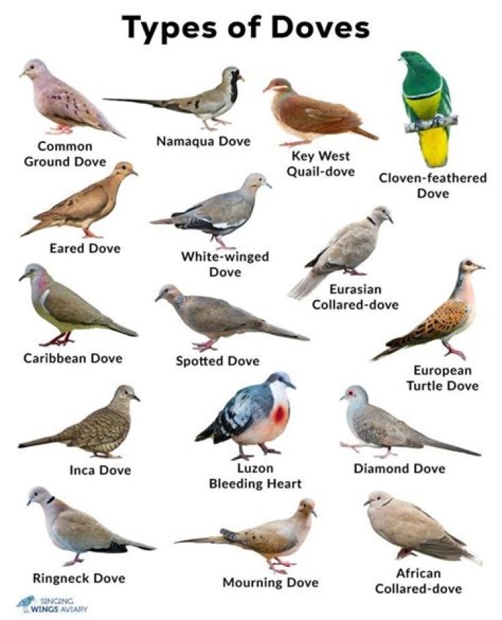 Do doves come out at night?
