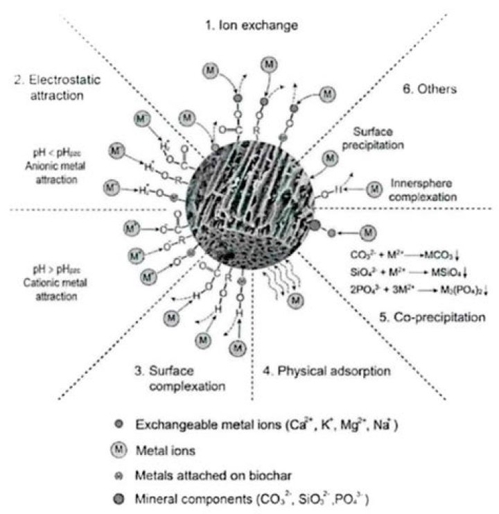 Do fungi absorb heavy metals?