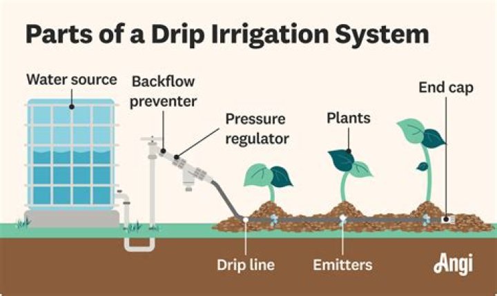 Do peas need irrigation?