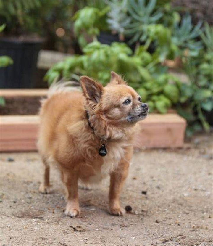 Do Pomchis make good pets?