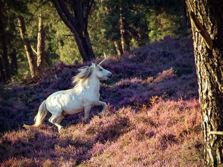 Do unicorns exist in Scotland?