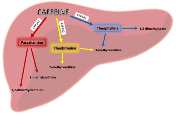 Does caffeine affect alpha receptors?