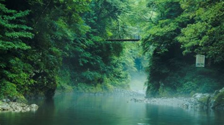 Does Japan have a deciduous forest?
