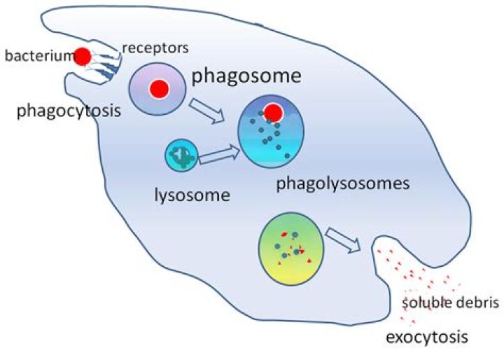 Does phagocytosis occur in fungi?
