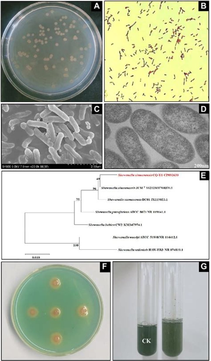Does Streptococcus lactis produce catalase?