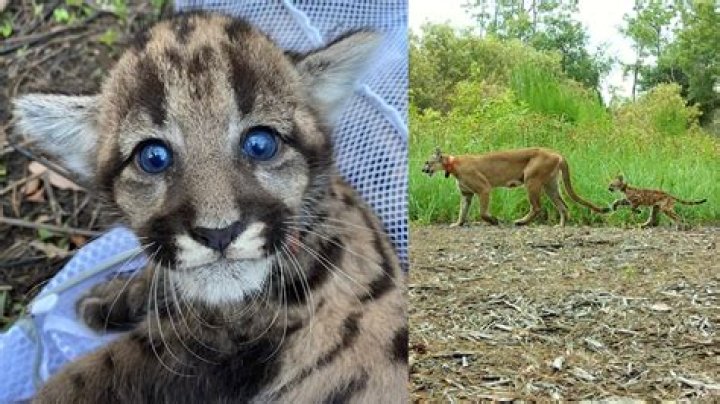 How big are baby Florida Panthers?