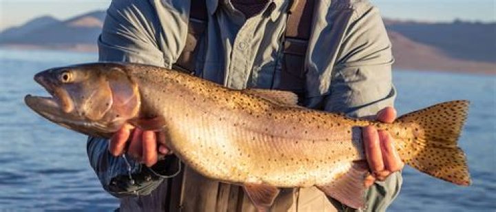 How big do lake trout get in Lake Champlain?