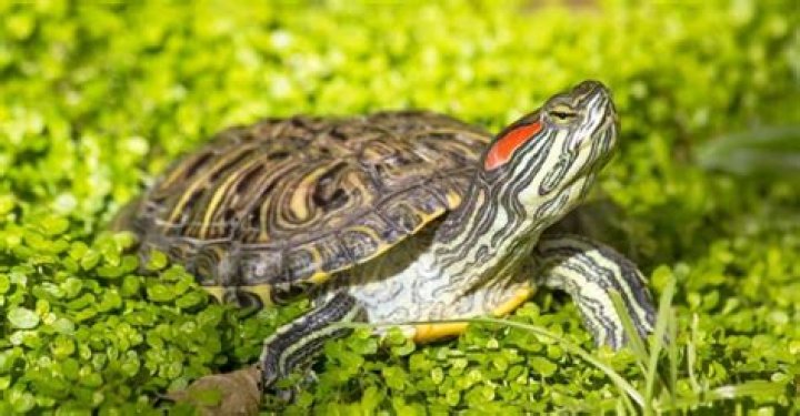 How big do pond slider turtles get?