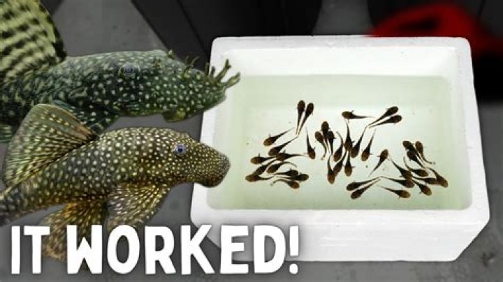 How big do red lizard Plecos get?
