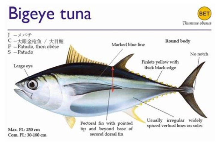 How big does a bigeye tuna get?