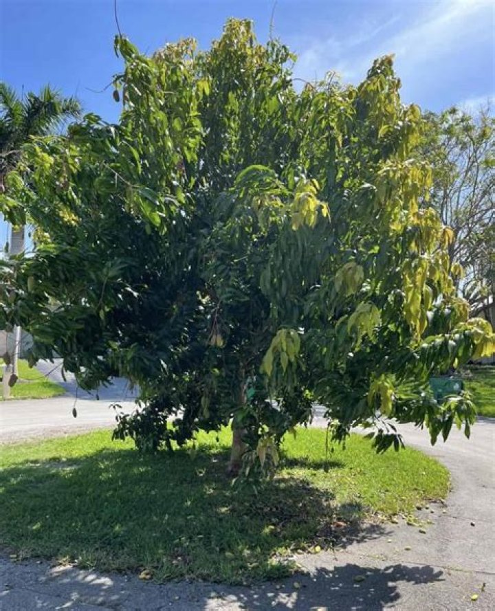 How big does a Valencia Pride mango tree get?