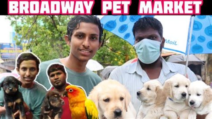 How big is the pet market in the United States?