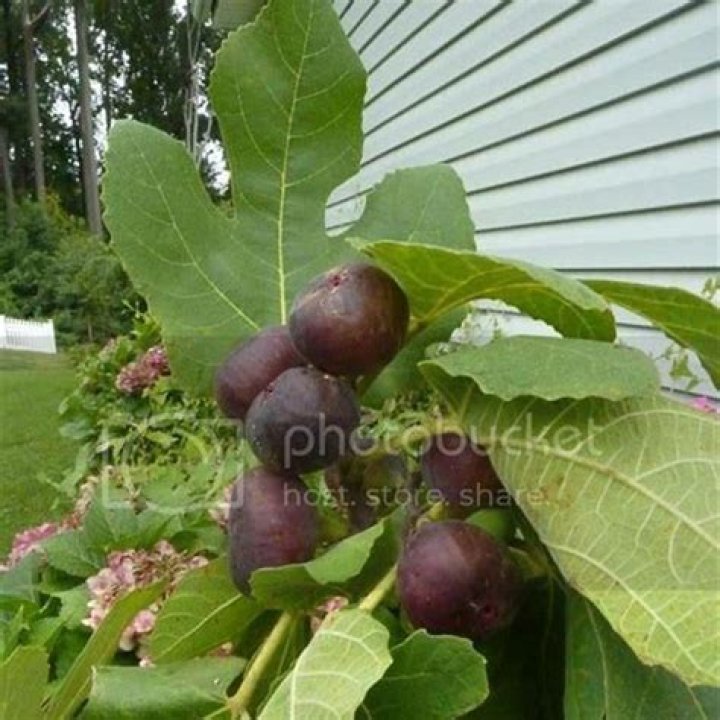 How can I protect my figs from birds and squirrels?