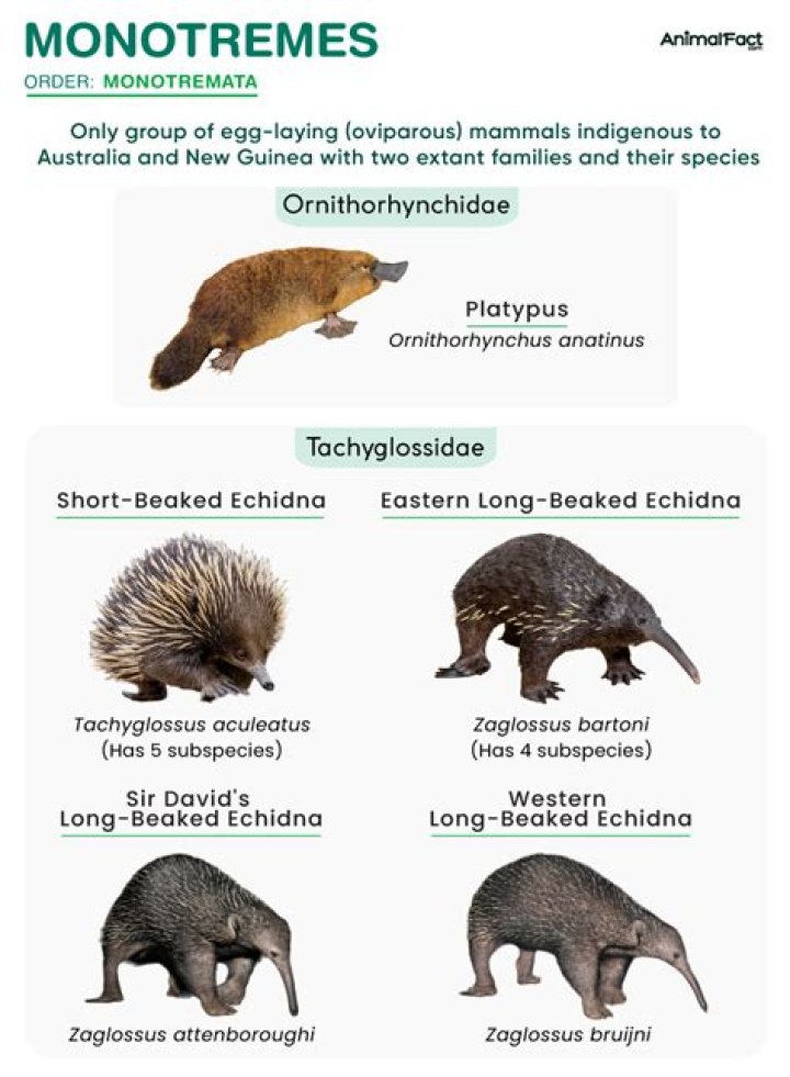 How did monotremes evolve?