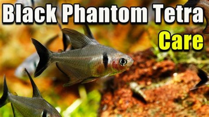 How do black phantom tetras lay eggs?