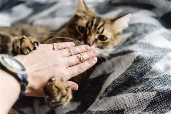 How do I get my 6 month old kitten to stop biting and scratching?